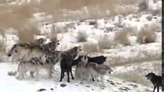 Wolves of Yellowstone Full Documentary Discovery Channel