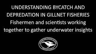 Dockside Webinar: Understanding Bycatch and Depredation in Gillnet Fisheries