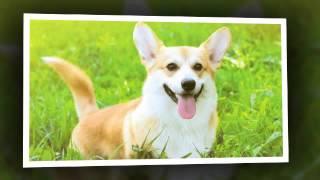 Exotic Pet Care | Alpharetta, GA - Animal Hospital Of Nesbit Ferry Crossing