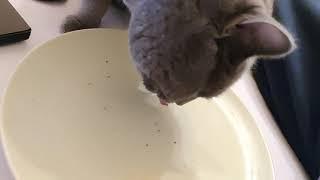 Naughty Cat Licking From Master's Dinner Plate