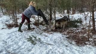 Wisconsin Gray Wolf Released Unharmed from humane Bridger #2 Foothold Trap