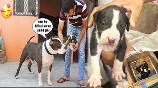 Mafia Ke Jaise dikhne wala Puppy Mil Gaya | Mafia the pitbull