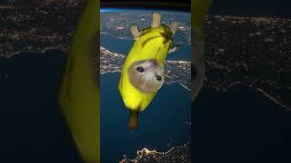 Banana Cat Jumps To Space #bananacat #happycat #happycatfunny #happyhappy