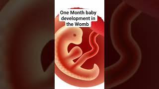 one month baby development in Womb#babygrowth #baby #fetus#babyinwomb