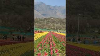 Tulip Garden Srinagar Kashmir