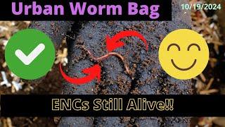 Urban Worm Bag V2 with ENCs - Worms Still Alive 10/19/2024