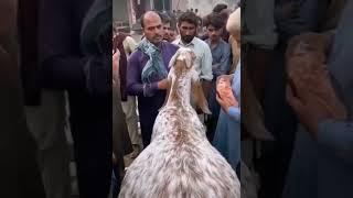 Emotional video Qurbani goat crying viral video #trendingshorts #shorts #bakraeid #kashmir