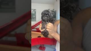 Little Black Poodle #puppy #viralvideo #cute #pets #summeronshorts #shorts #toypoodle