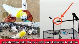 End howa kabootar betha Ek he chat ka dusra kabootar b sham ko pakr lia @Villagepigeonsport