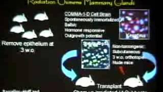 How do Tissues Turn Into Tumors? Role of Microenvironment in Breast Cancer