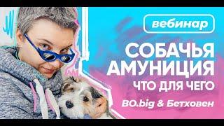 Бесплатный вебинар БО.big "Cобачья амуниция: что для чего"