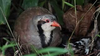 Rare Chukar Partridge At Hampstead Wetlands Park Singapore | OM system 150-400mm F4.5 PRO