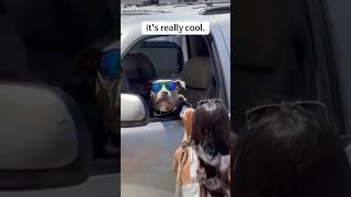 Say hello to a strange dog #funny #mypet #pets #myanimal #dog #funnyvideo #fyp