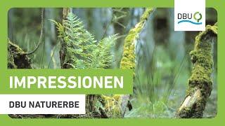 Impressionen aus dem DBU-Naturerbe