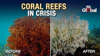 UN Emergency Session Warns Of Coral Reef Collapse Amidst Climate Crisis | India Today Global