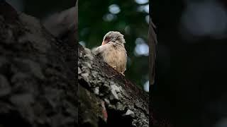 4k cinematicvideo#weddingstudio#nature#bird#wildlife#photography#videography#short#vairal#trending