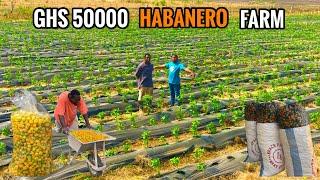 Inside a GHS 50,000($ 5000) Hectare of Habanero Farm In Ghana #habanero #pepper #peppers