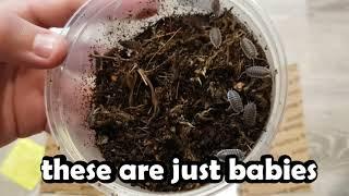 unboxing my BIGGEST isopods from supreme gecko!