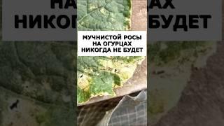Мучнистой росы больше никогда не будет на огурцах, винограде, крыжовнике. #огород #сад #дача #урожай