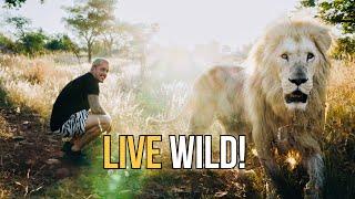 A Lions Wild Life - Dean Schneider