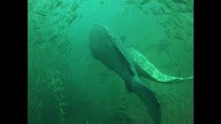 Huge Goliath Grouper - Rankin - Dive Buddy Deep Water Certification Dive - Stuart Scuba