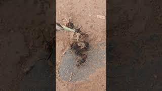 ants dissecting prey insects