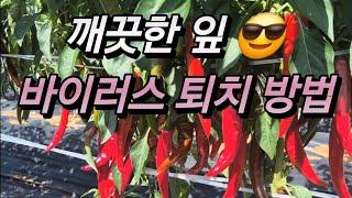 후반기 승부수!  바이러스를 이겨보자!