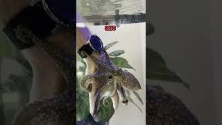 Remember when Bruce the octopus said hello!