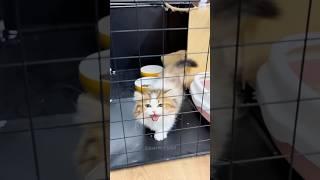Kitten’s confusing behavior #funny #animals #pets #cat
