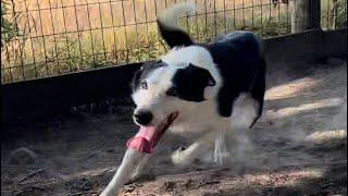 Blaze our herding dog in action!