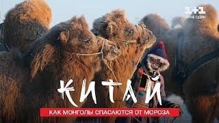 Подготовка к гонке на верблюдах и как монголы выживают в -45. Китай. Мир наизнанку 11 сезон 26 серия