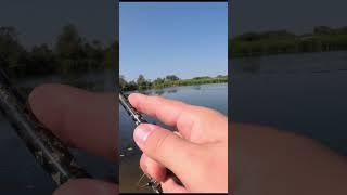 Летние окуни активно атакуют волкер [Часть 2]! #рыбалка #fishing #окунь