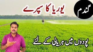 Urea spray on wheat crop | Yellowing in wheat field and its treatment | Abid Ali Agrarian