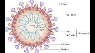 Deadly CORONAVIRUS in China and all over the world | TECH PROB SOL