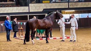 Maximus van Vredenheim - Groningen stallion - February 23, 2024