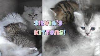 Silvia Cats Adorable And Cute Kittens! 