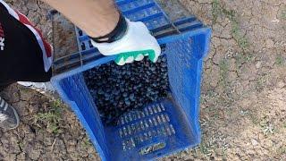 Time to Harvest - Hasat Zamanı