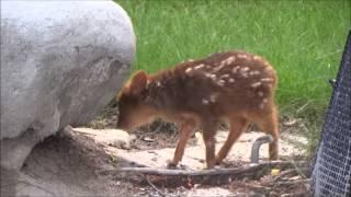 2 week old Pudu Fawn