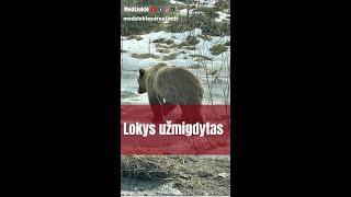 Žmonių maitintas lokys užmigdytas