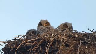 Crias de Bufo-real (Bubo bubo) em ninho de cegonha-branca - Castelo Branco 2022