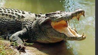 crocodilein manjeera rivarbe cerfullall my||al||frends