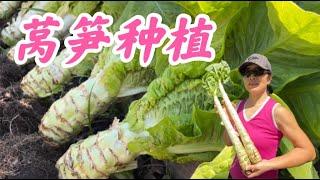 莴笋种植最佳时间，莴笋移栽，怎样种出又粗又长的莴笋。观看字幕请点击CC。