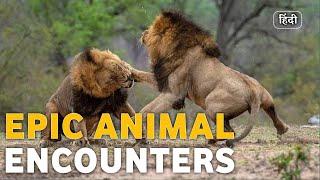 Epic Animal Encounters | Lions, Cheetahs, Sharks, Leopard Battles | Wildlife documentary in Hindi