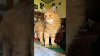 Which breed of cat is this  #cat #catvideos #viralvideo #trendingshorts #shortsvideo #respect #