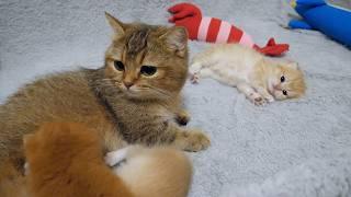 Charo, a mother cat, is attacked in her sleep by her kitten!