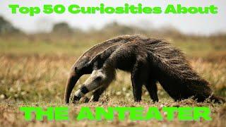 Top 50 Curiosities about the Anteater