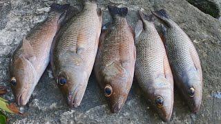 Insane Catch Cook On Deserted Island, Mangrove Snapper, Snook And Jack Crevalle