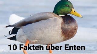 10 Fakten über Enten (Verarsche)