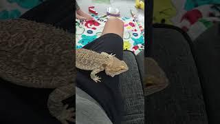 bearded dragon(charizard) acrobatics #viral #beardeddragon #family #wildlife #nature #trending #wifi