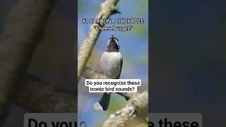 The Cheeseburger Bird and other Iconic bird sounds